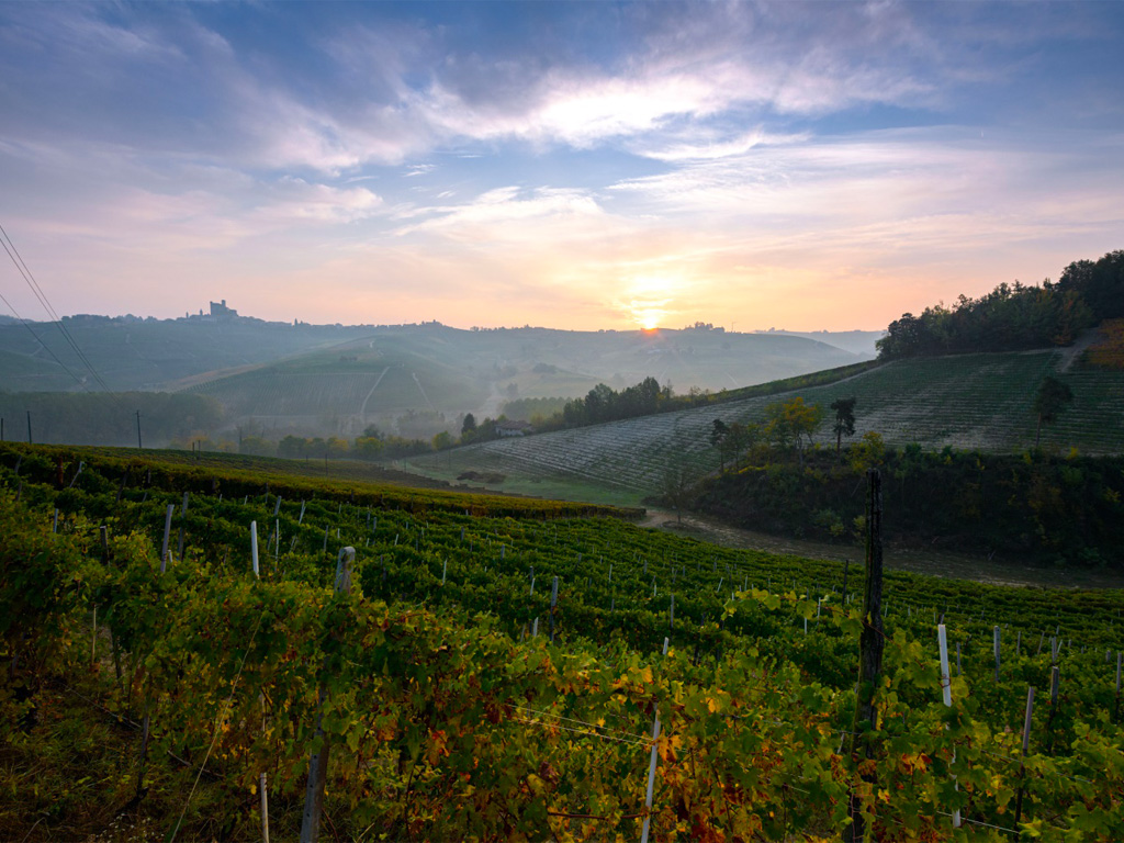 La vigna luogo di lavoro e dignità Image