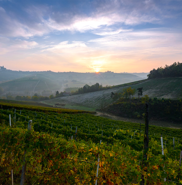 La vigna luogo di lavoro e dignità Image